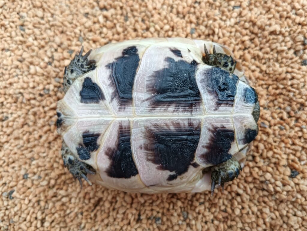 イベラリクガメ　販売