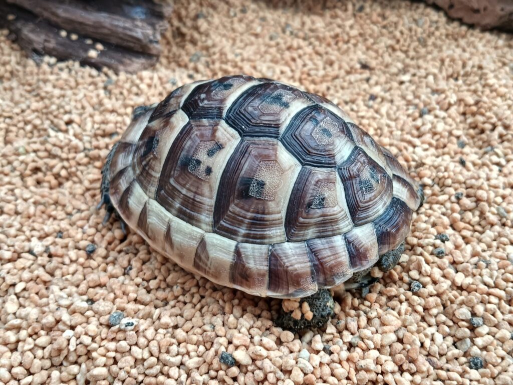 イベラリクガメ　販売