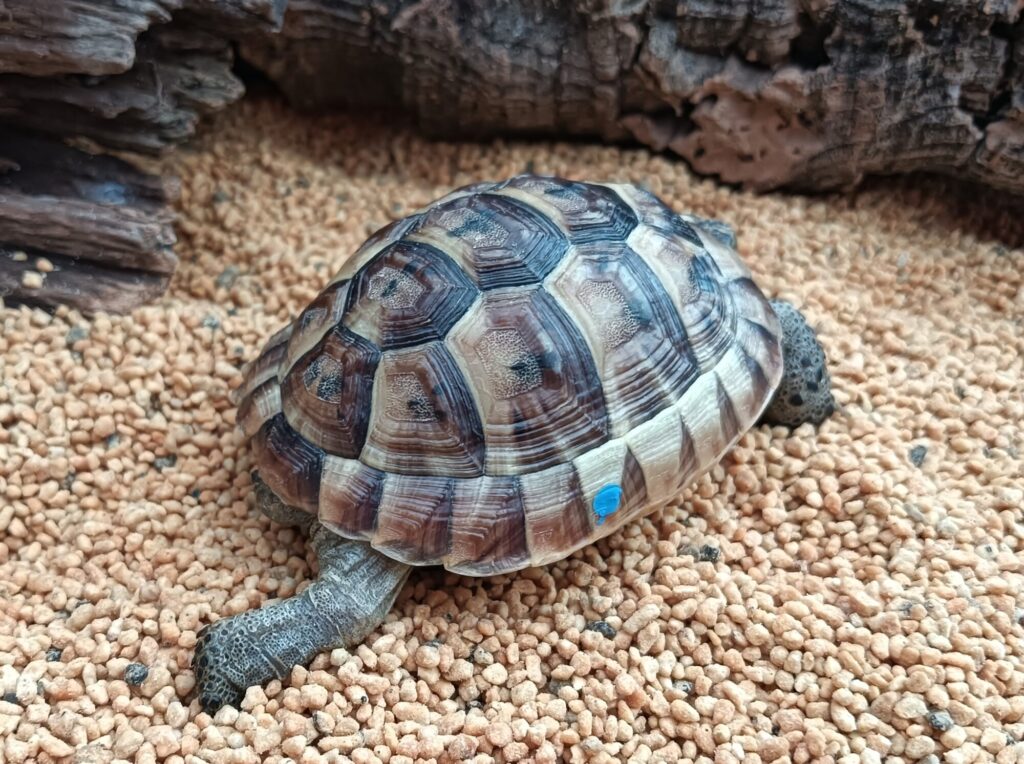 イベラリクガメ　販売