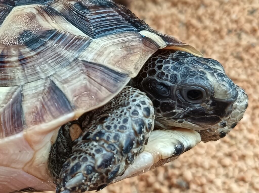 イベラリクガメ　販売