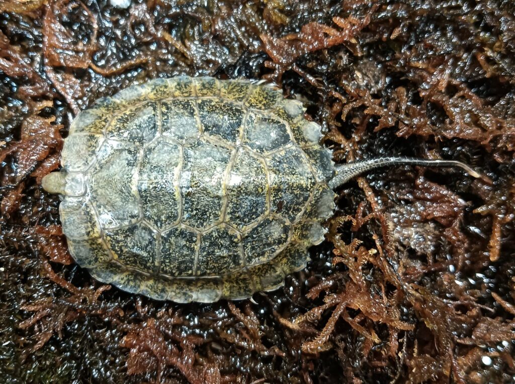 ニホンイシガメ　販売