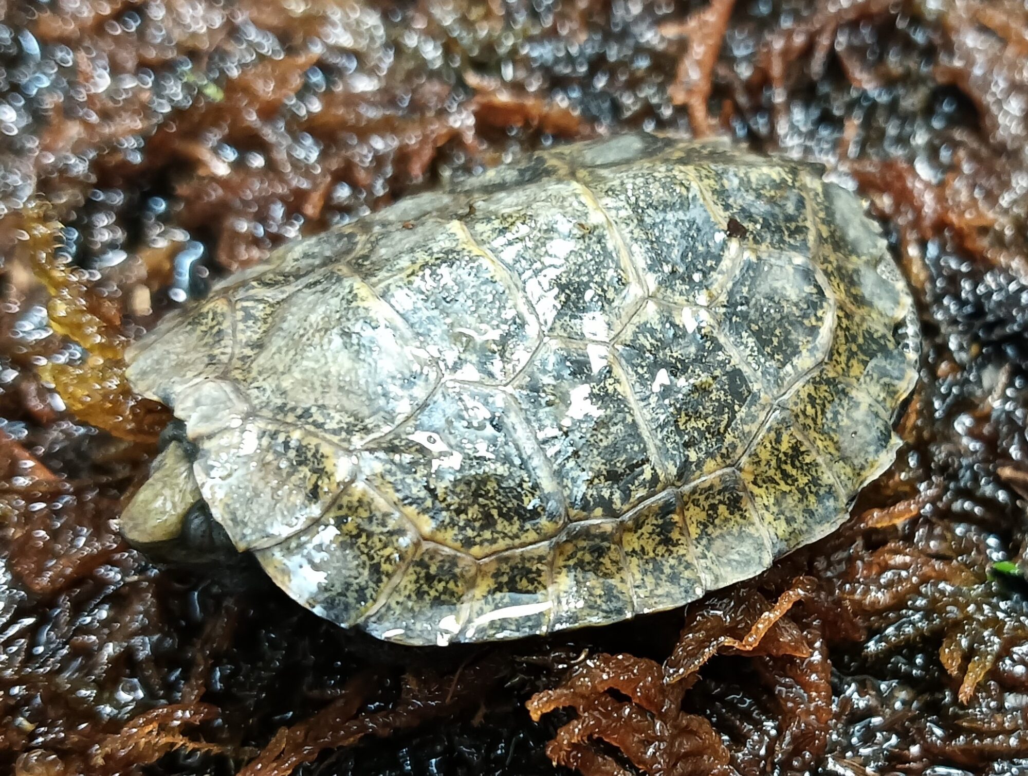 ニホンイシガメ　mj0525