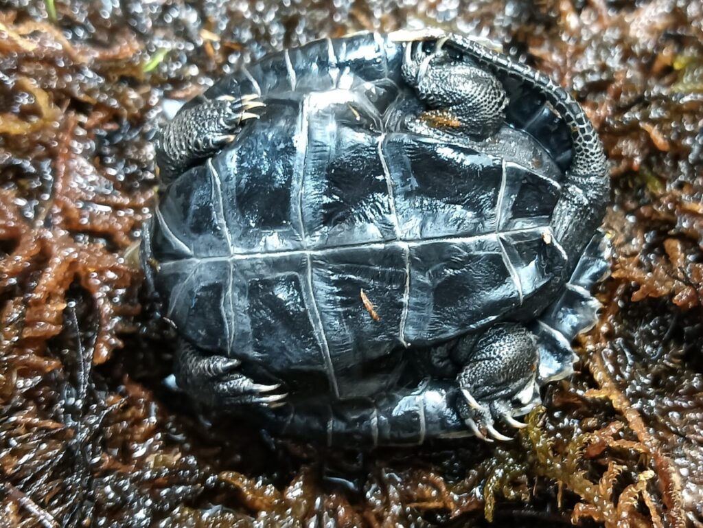 ニホンイシガメ　販売