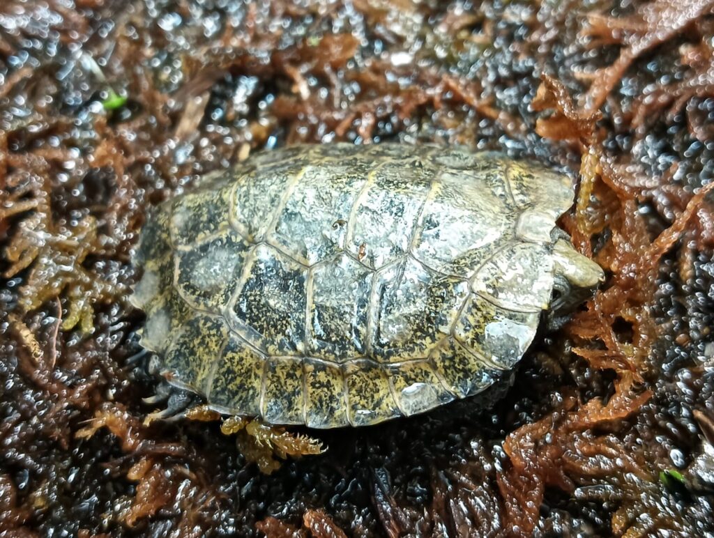 ニホンイシガメ　販売