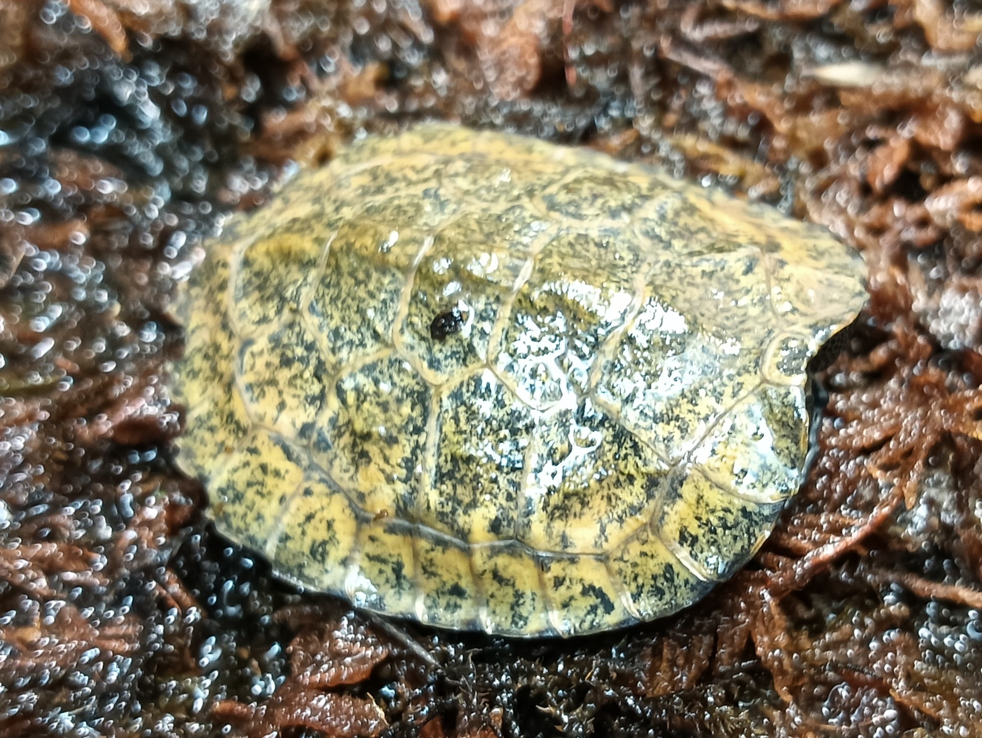 ニホンイシガメ　販売