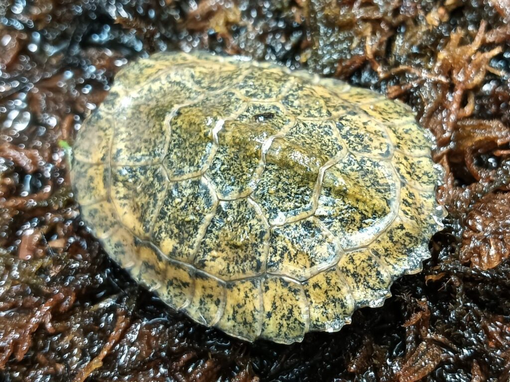 ニホンイシガメ　販売