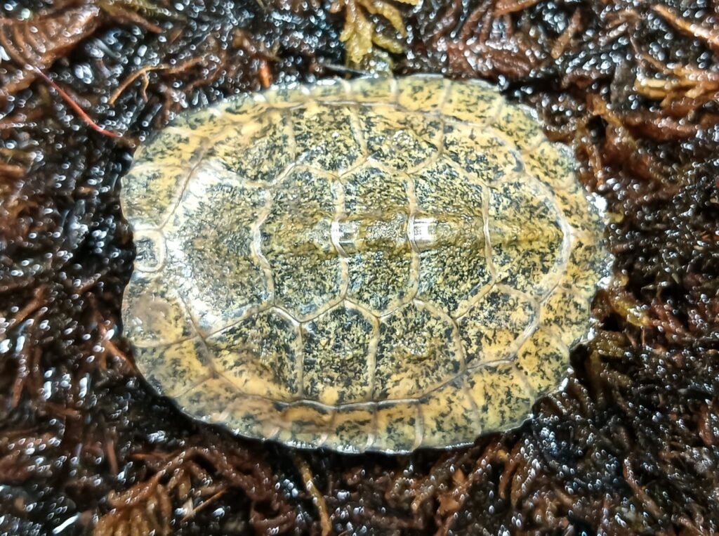 ニホンイシガメ　販売