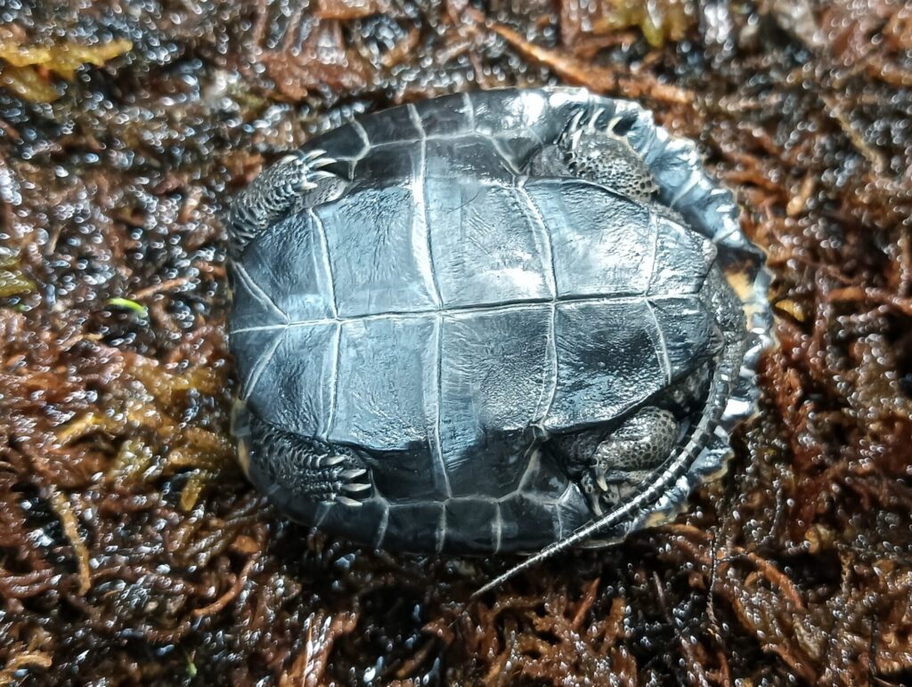 ニホンイシガメ　販売