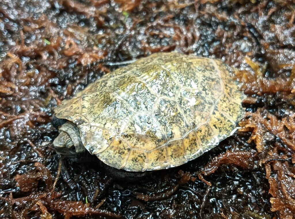 ニホンイシガメ mj0825 | ANIMA