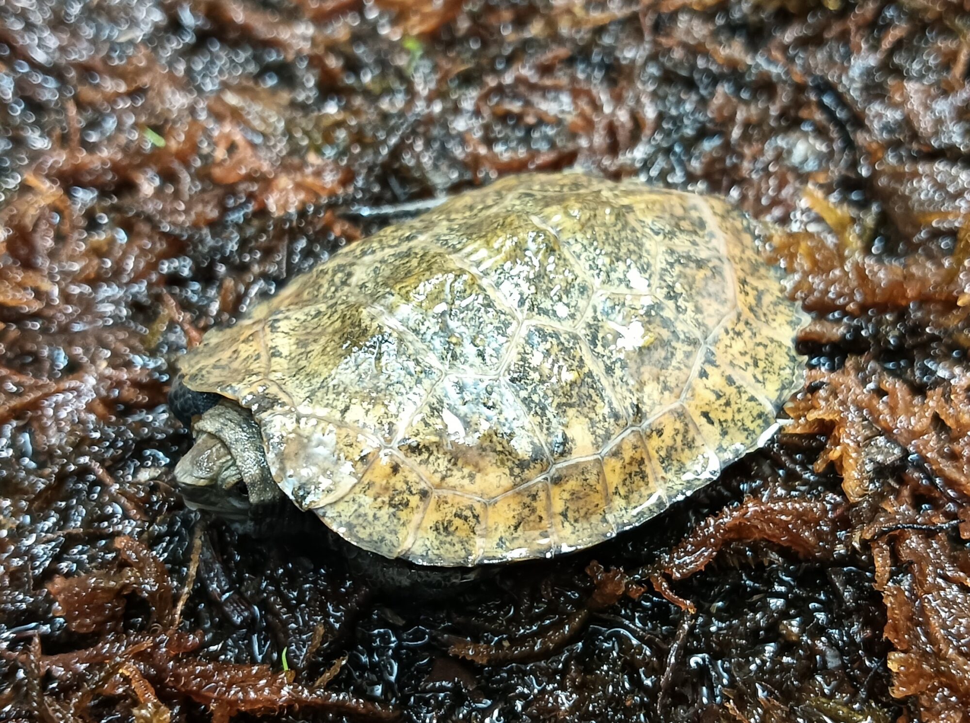 ニホンイシガメ　mj0825