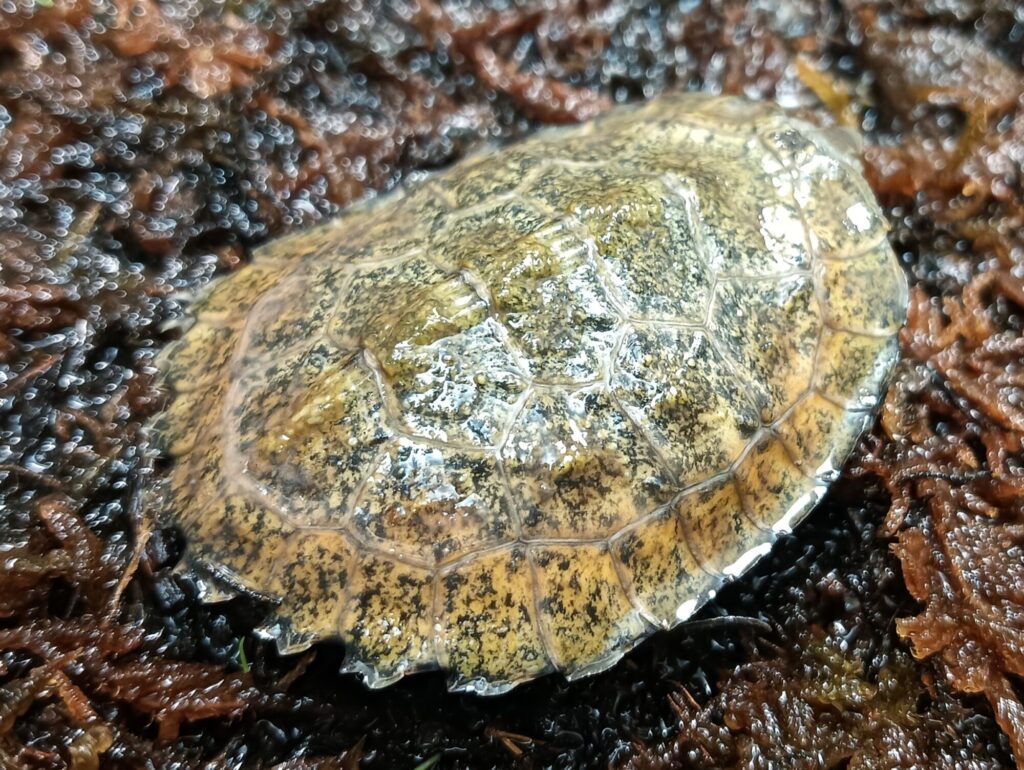 ニホンイシガメ　販売