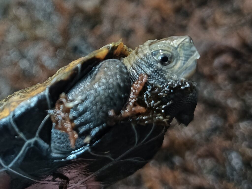 ニホンイシガメ　販売