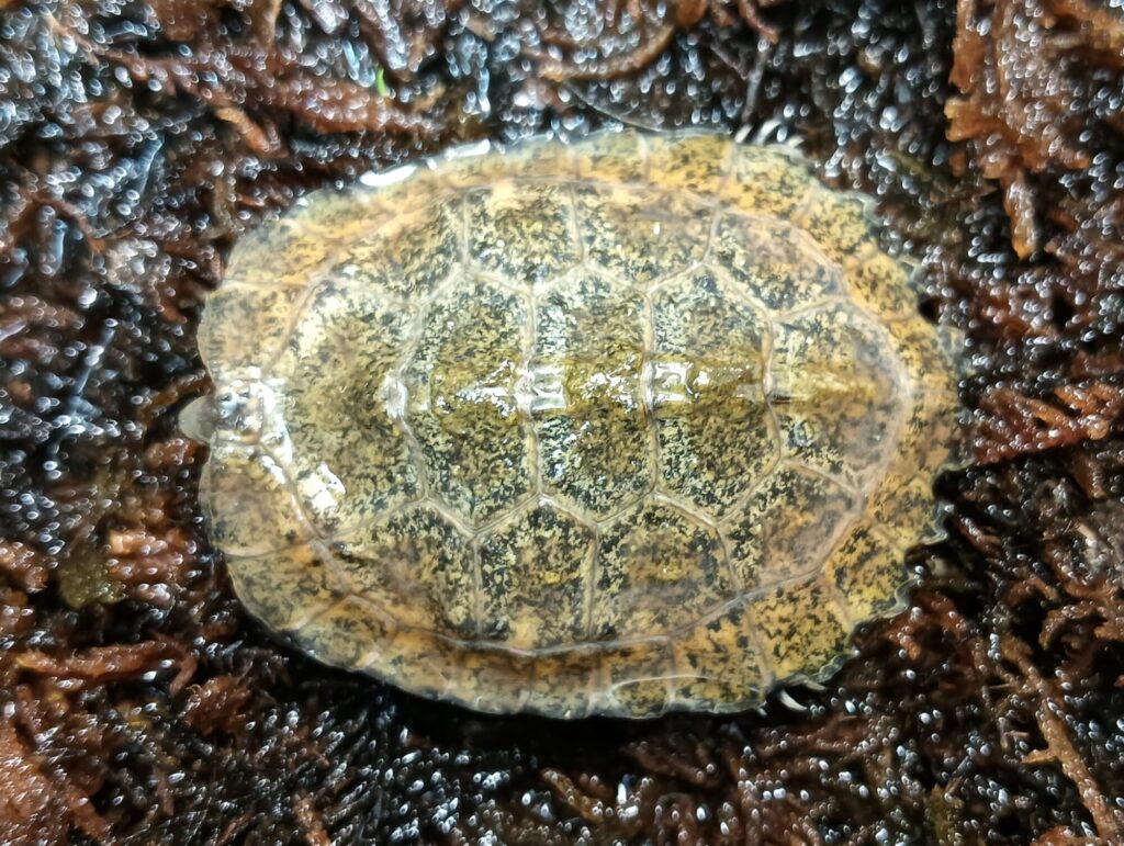 ニホンイシガメ　販売