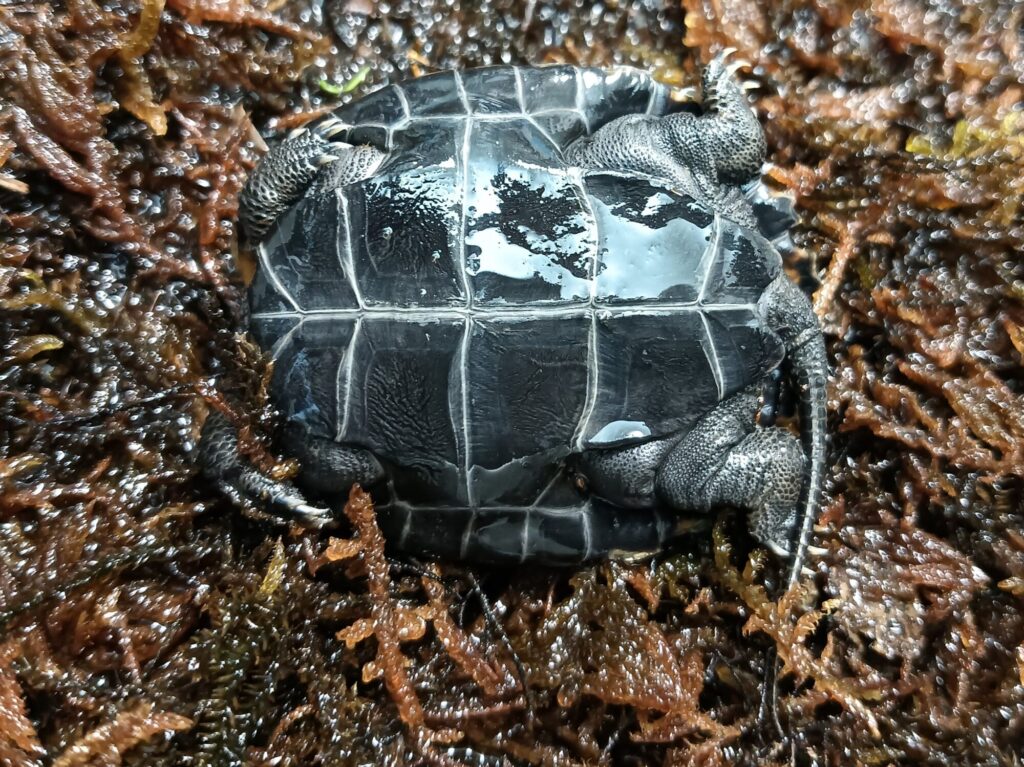 ニホンイシガメ　販売