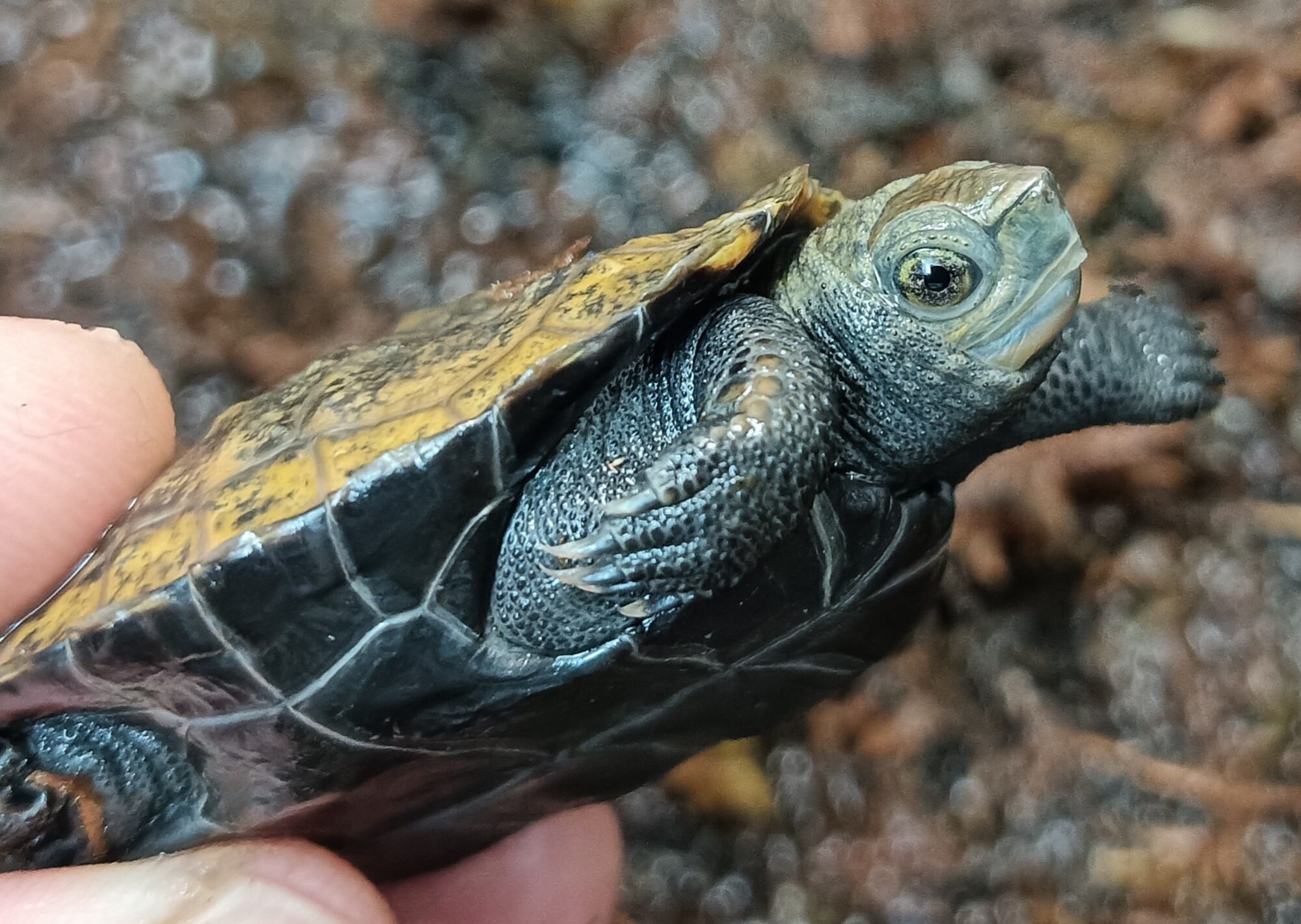 ニホンイシガメ　販売