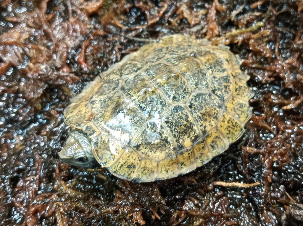 ニホンイシガメ　販売