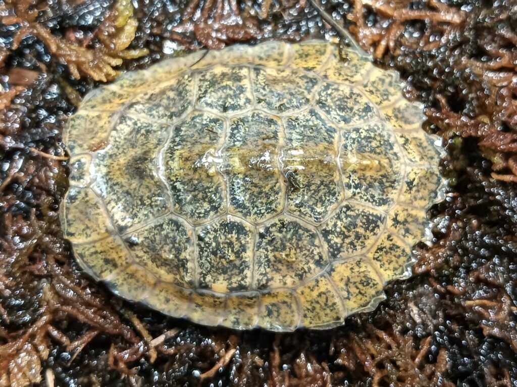 ニホンイシガメ　販売