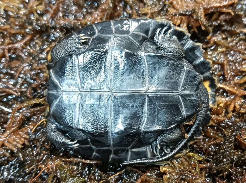 ニホンイシガメ　販売