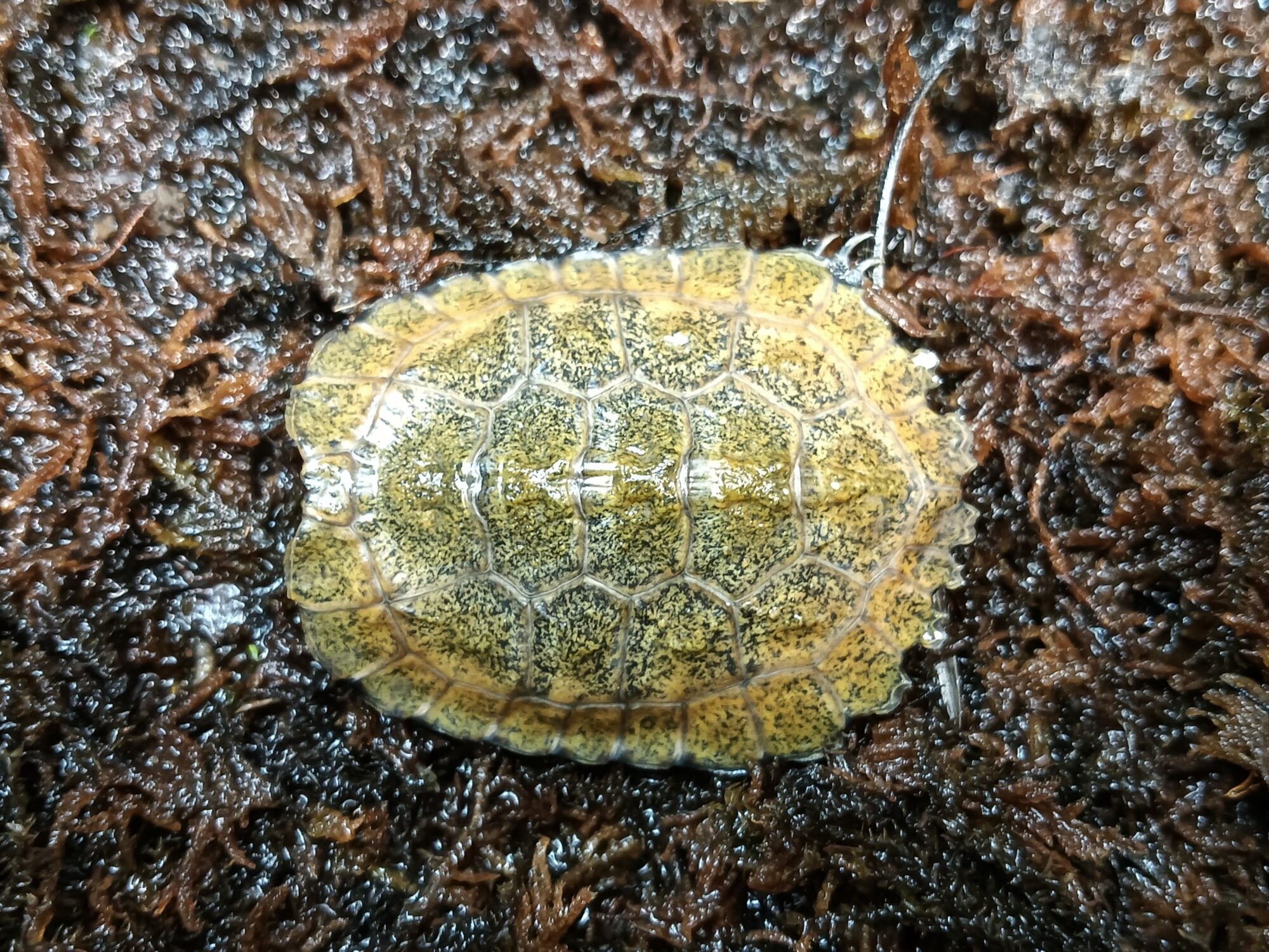 ニホンイシガメ　販売