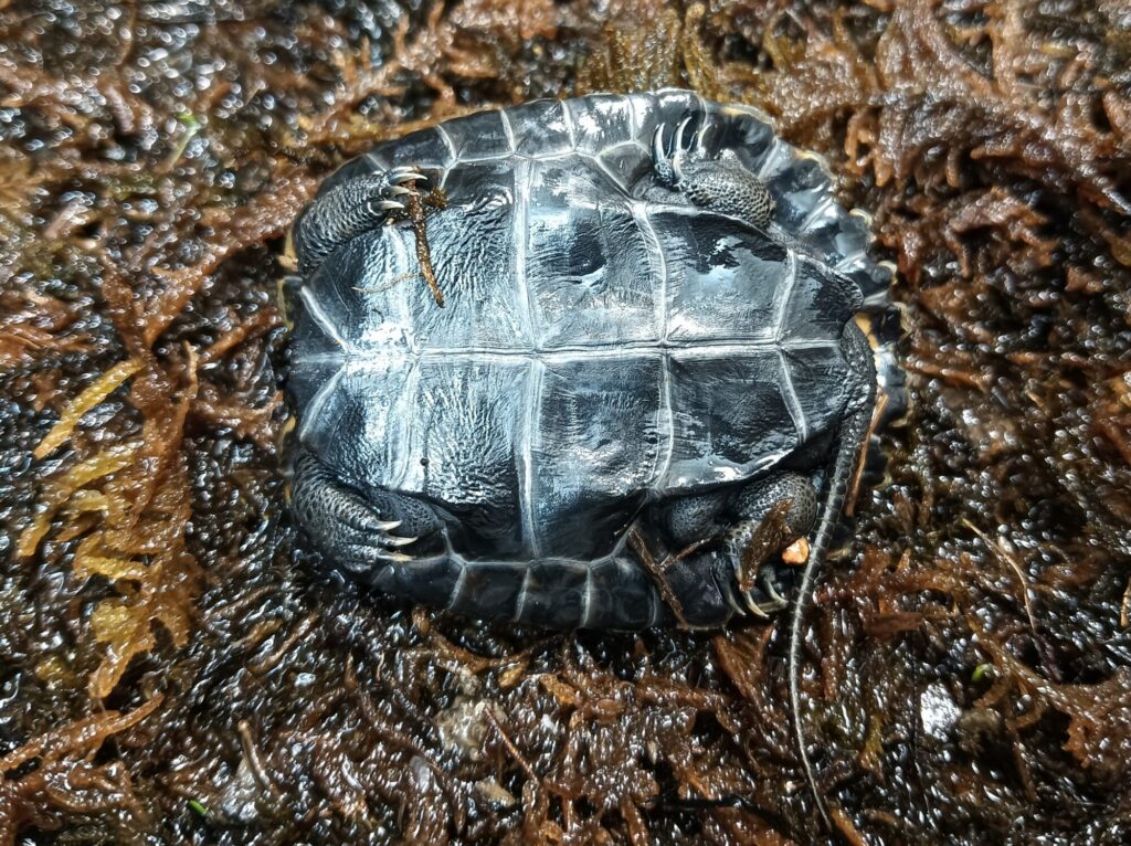 ニホンイシガメ　販売