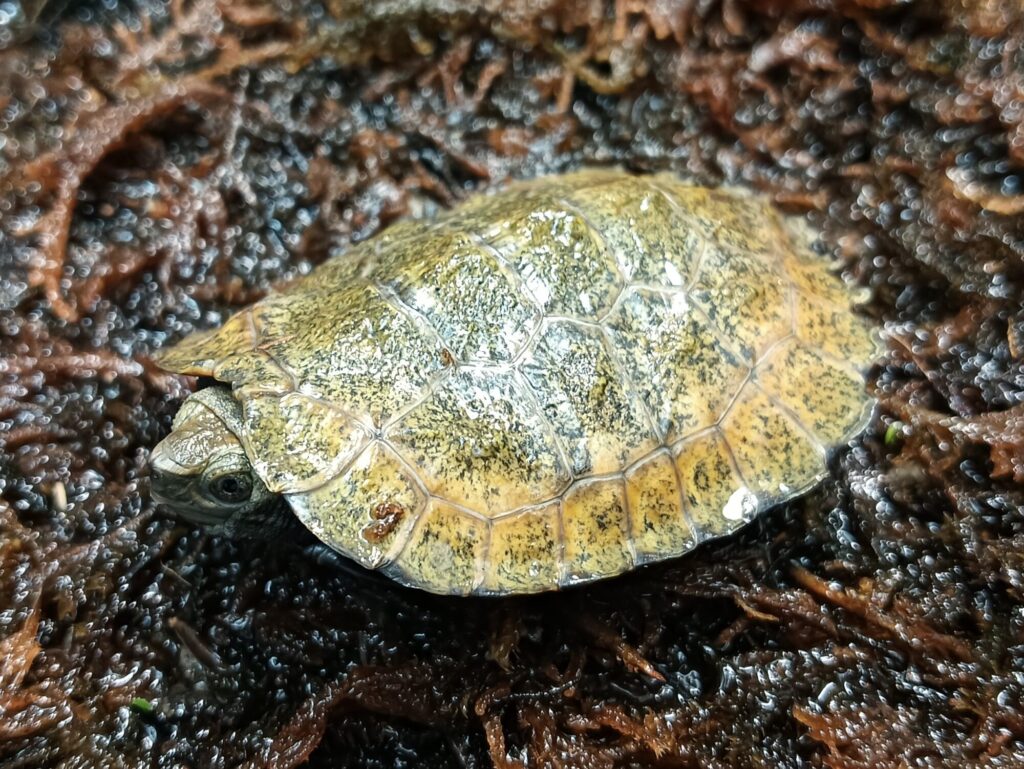 ニホンイシガメ　販売