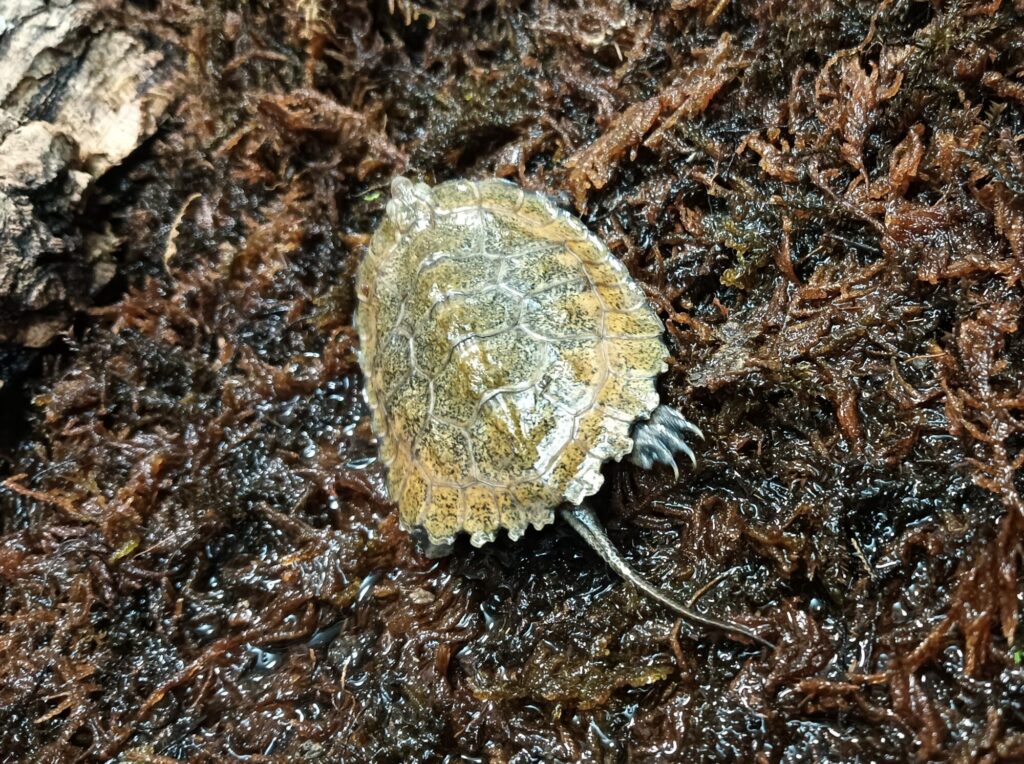 ニホンイシガメ　販売