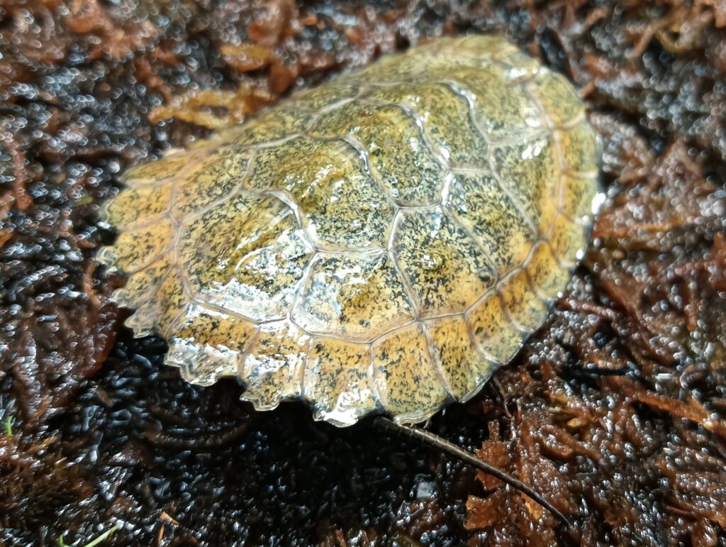 ニホンイシガメ　販売