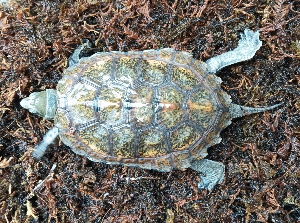 ニホンイシガメ　販売