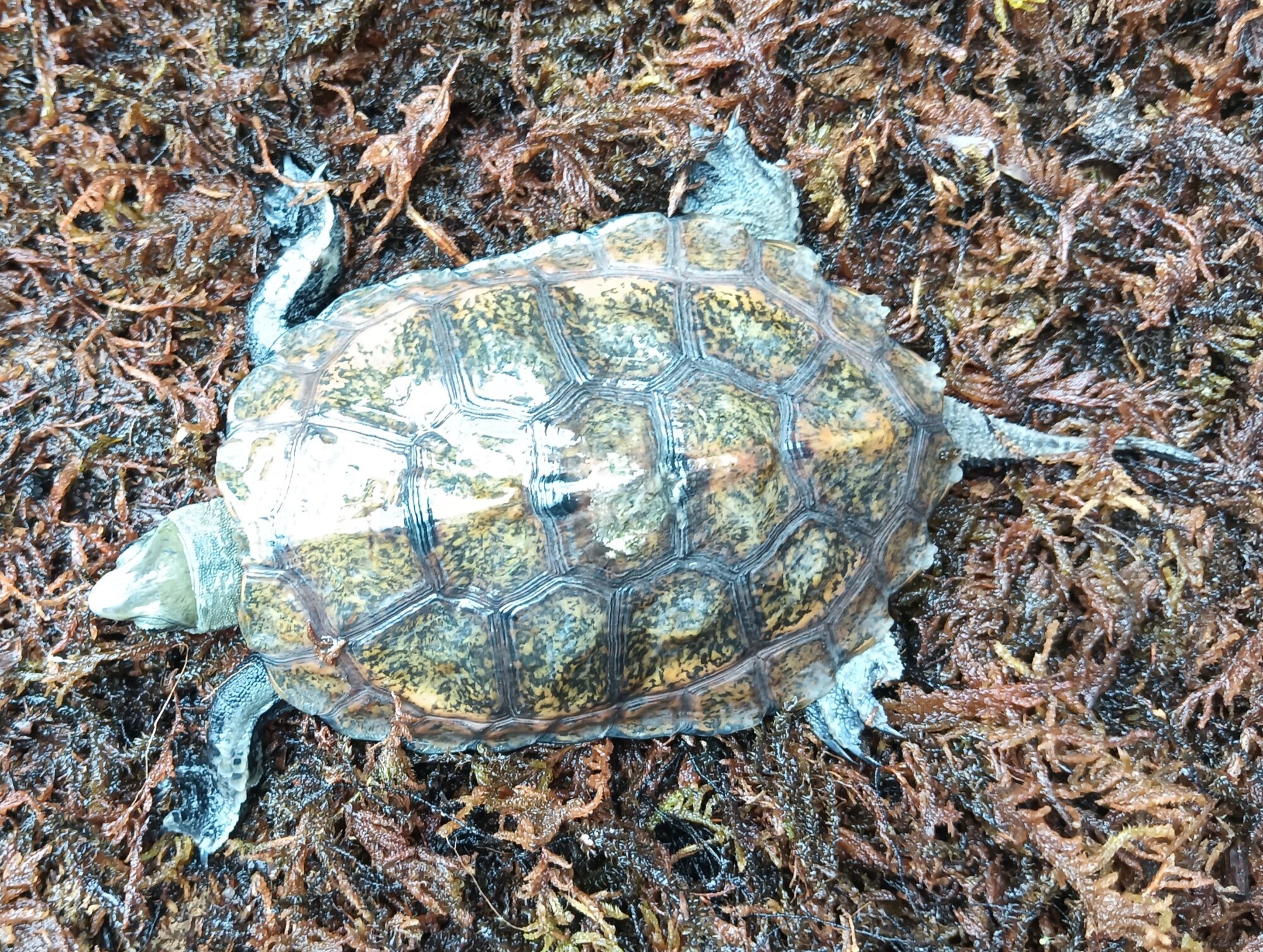 ニホンイシガメ　mj1225