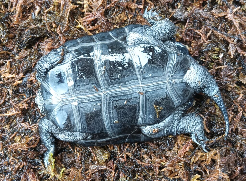 ニホンイシガメ　販売