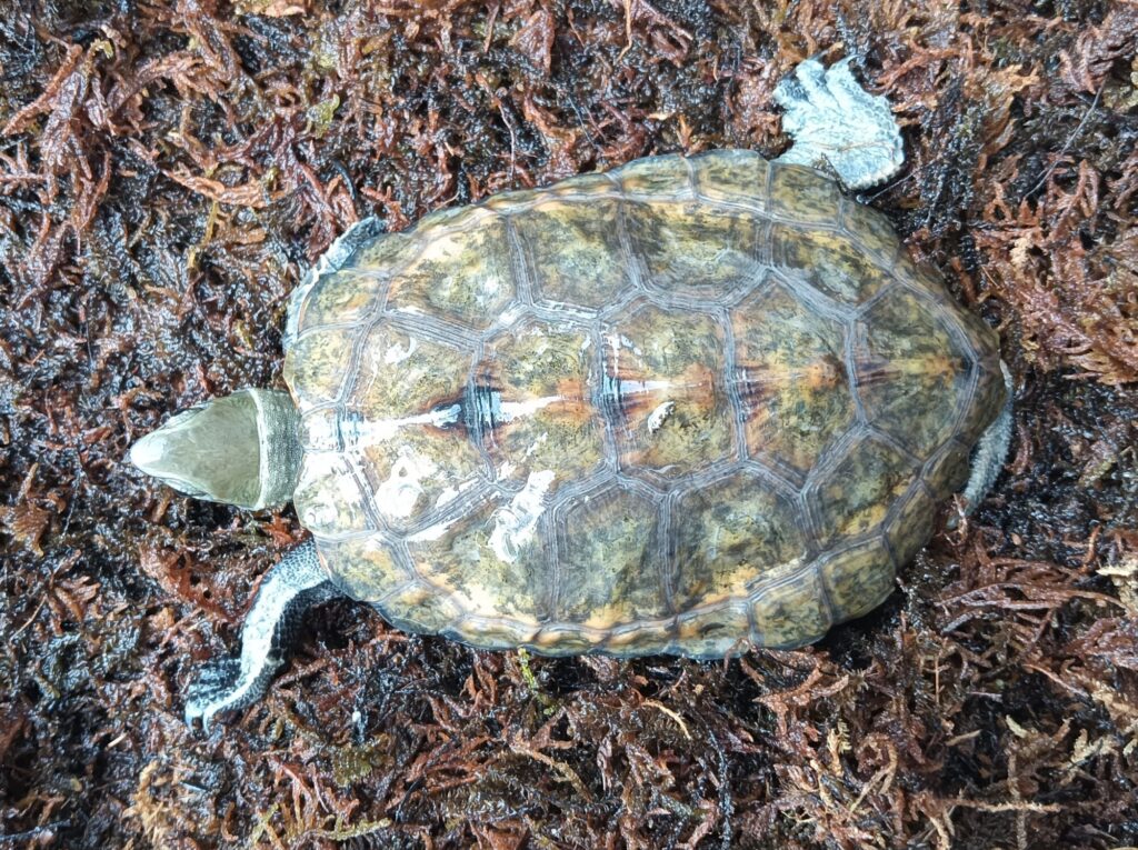 ニホンイシガメ　販売