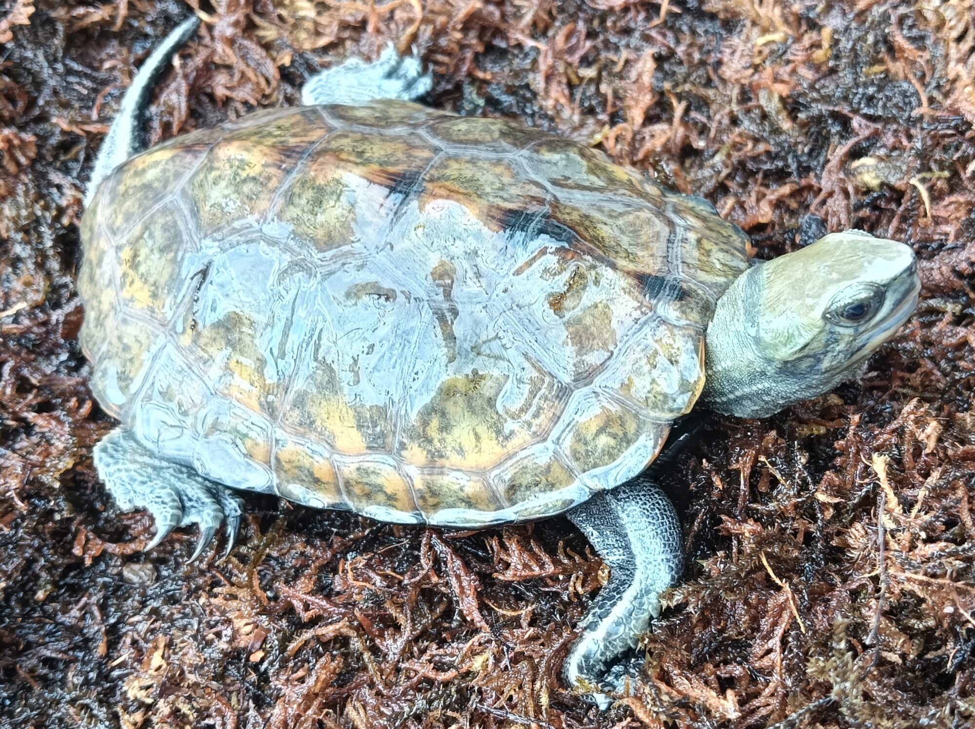 ニホンイシガメ　mj1325