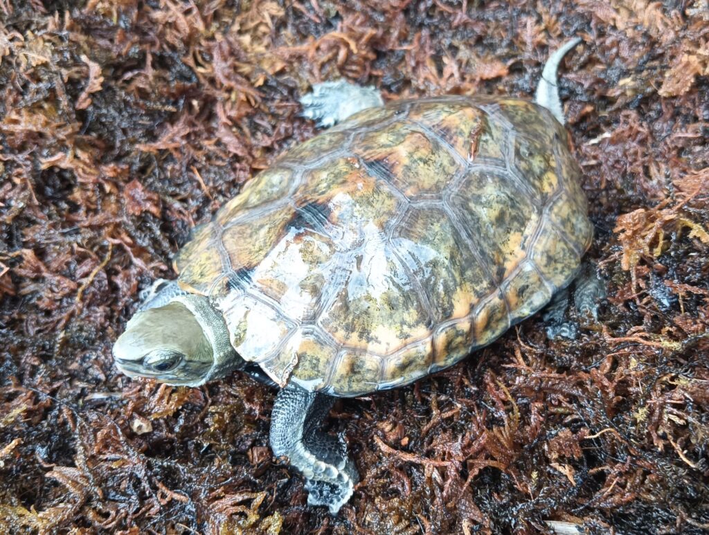 ニホンイシガメ　販売