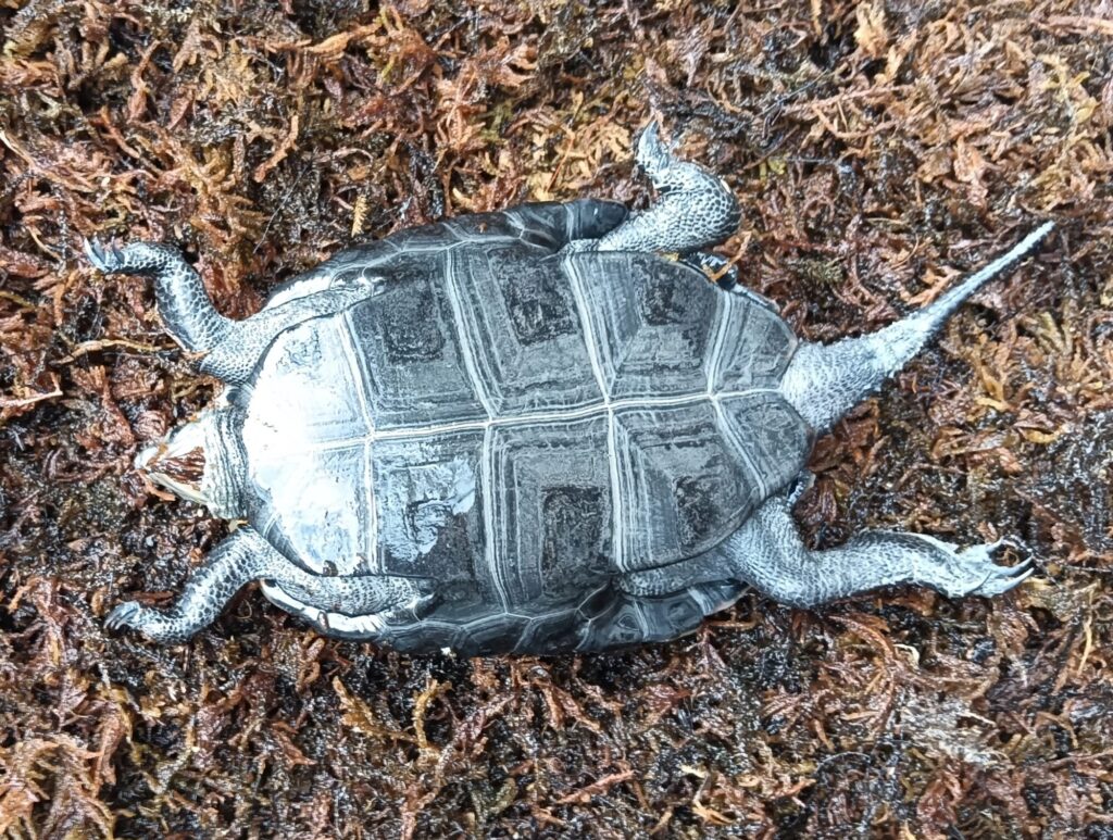 ニホンイシガメ　販売