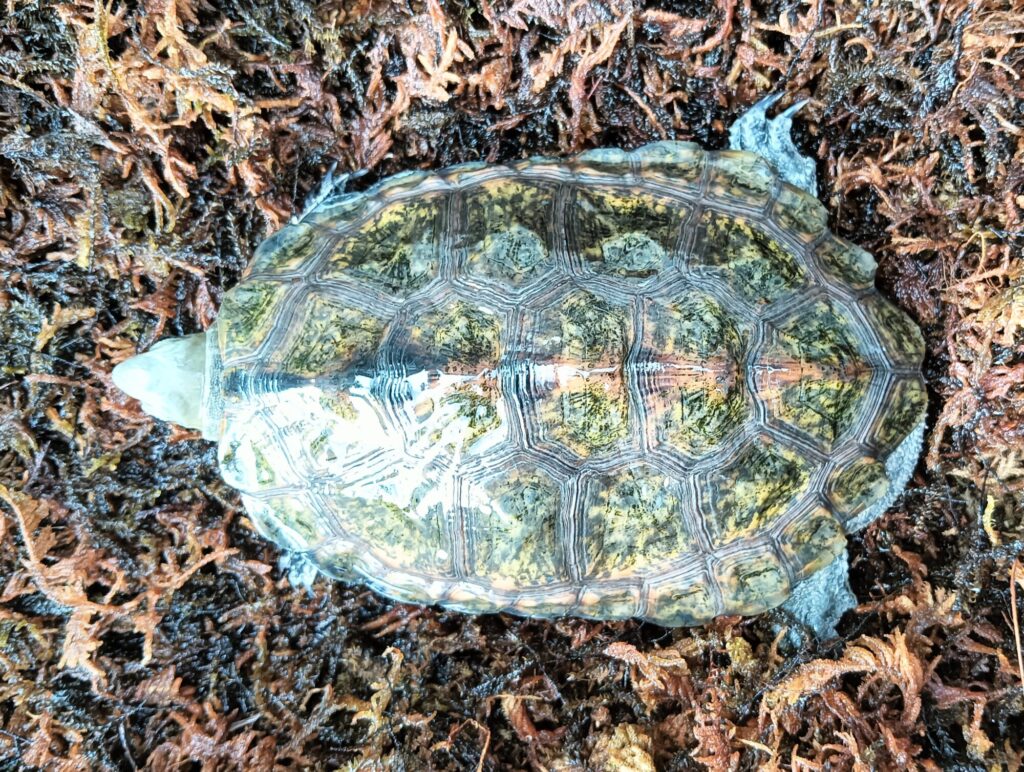 ニホンイシガメ　販売