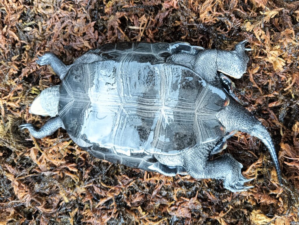 ニホンイシガメ　販売