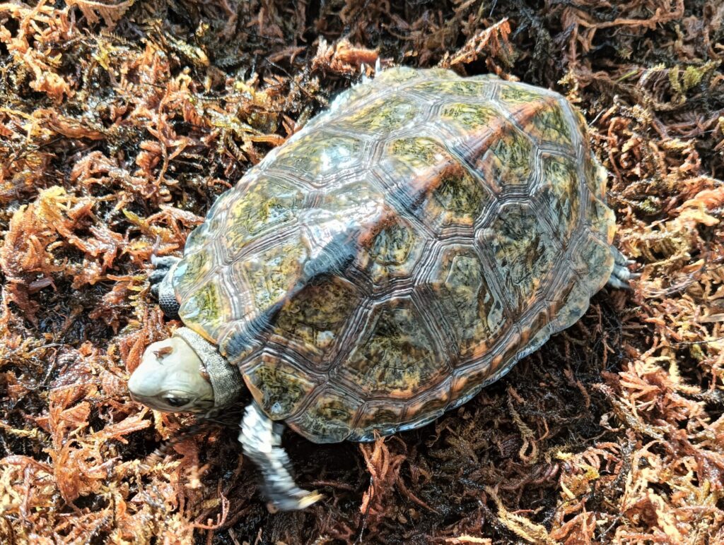 ニホンイシガメ　販売