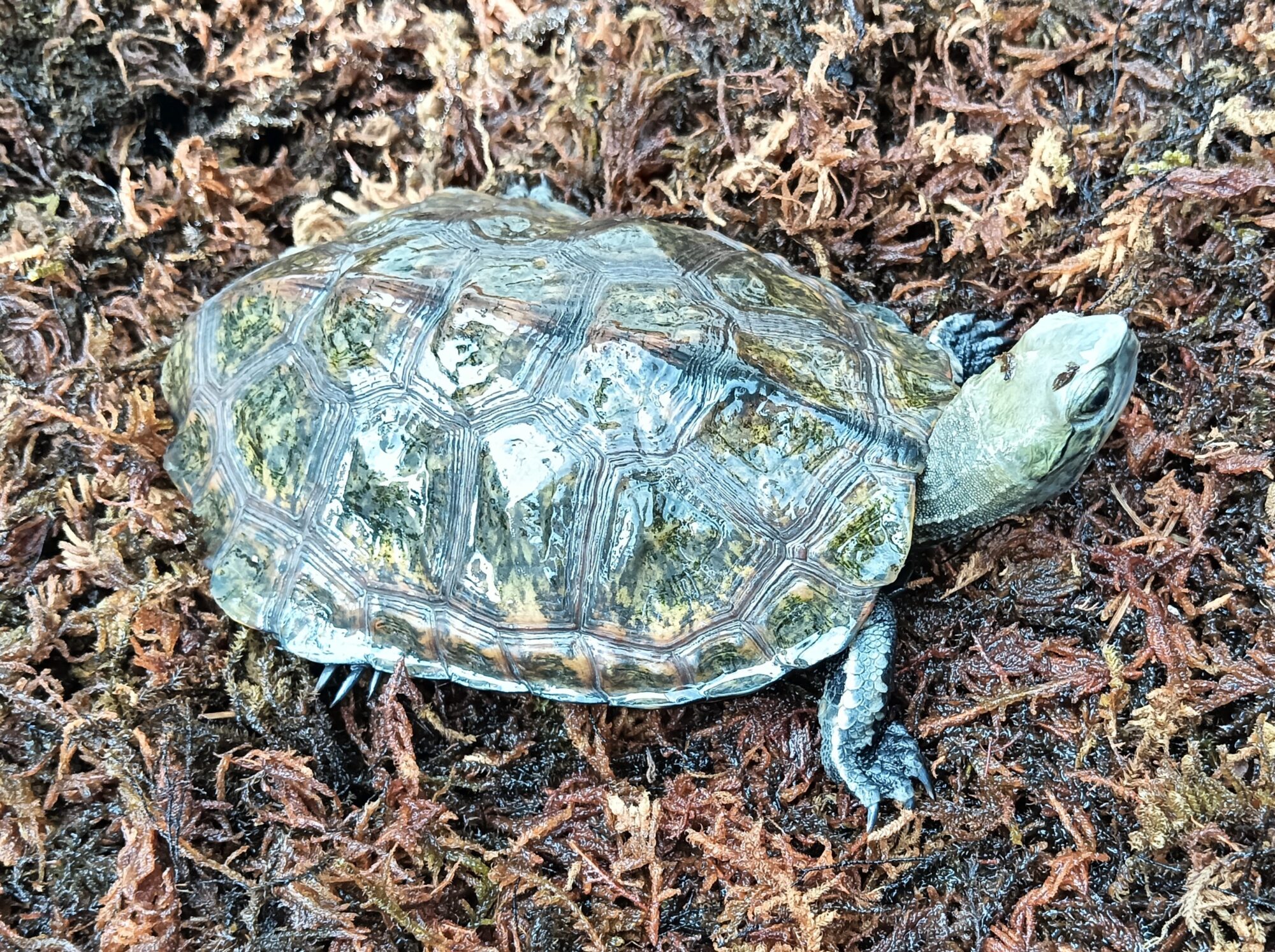 ニホンイシガメ　mj1425