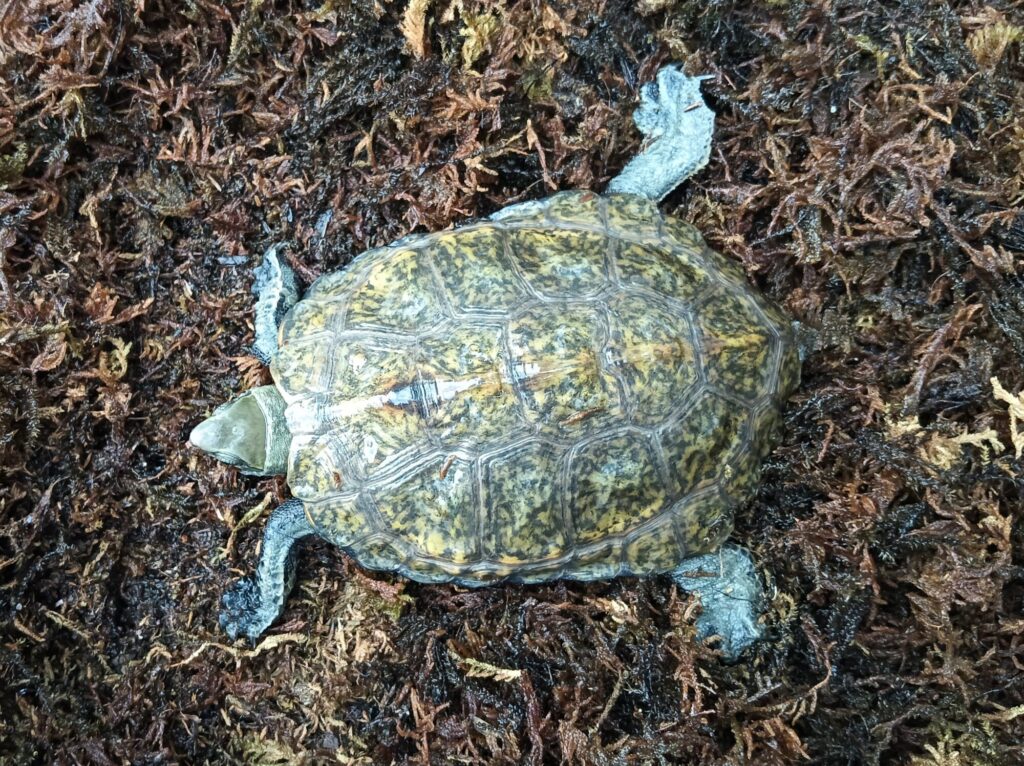 ニホンイシガメ　販売