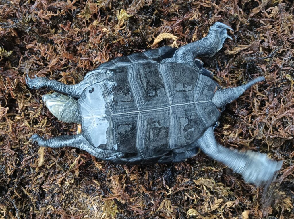 ニホンイシガメ　販売