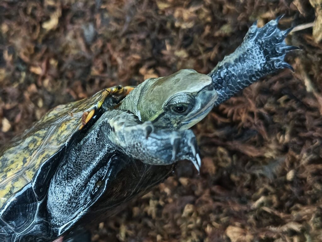 ニホンイシガメ　販売