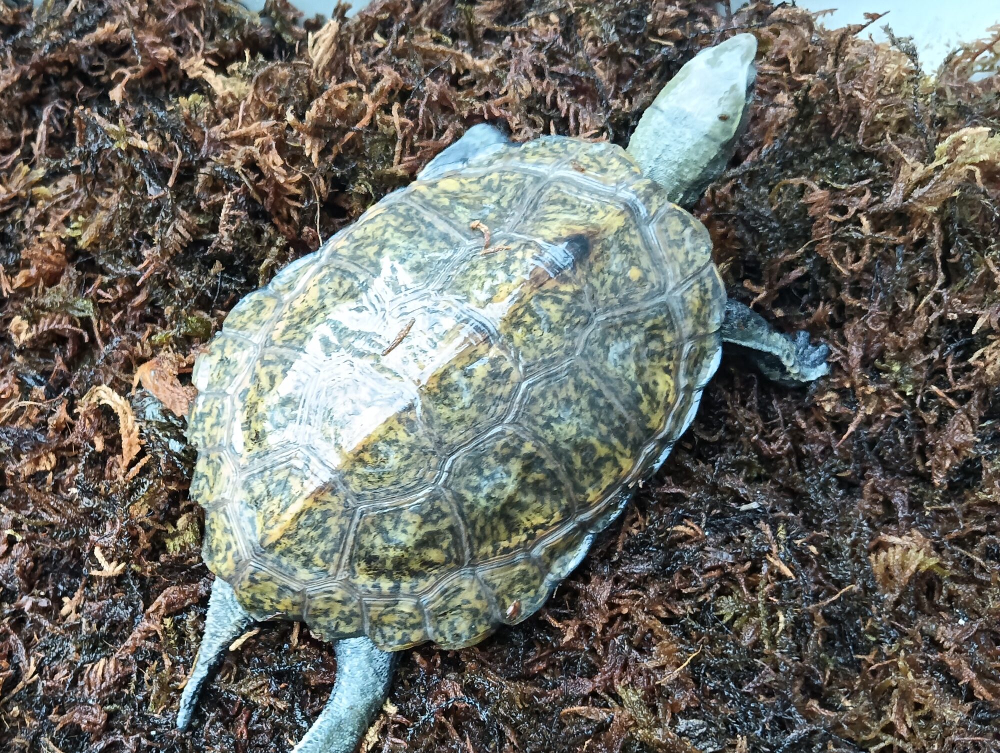 ニホンイシガメ　mj1525