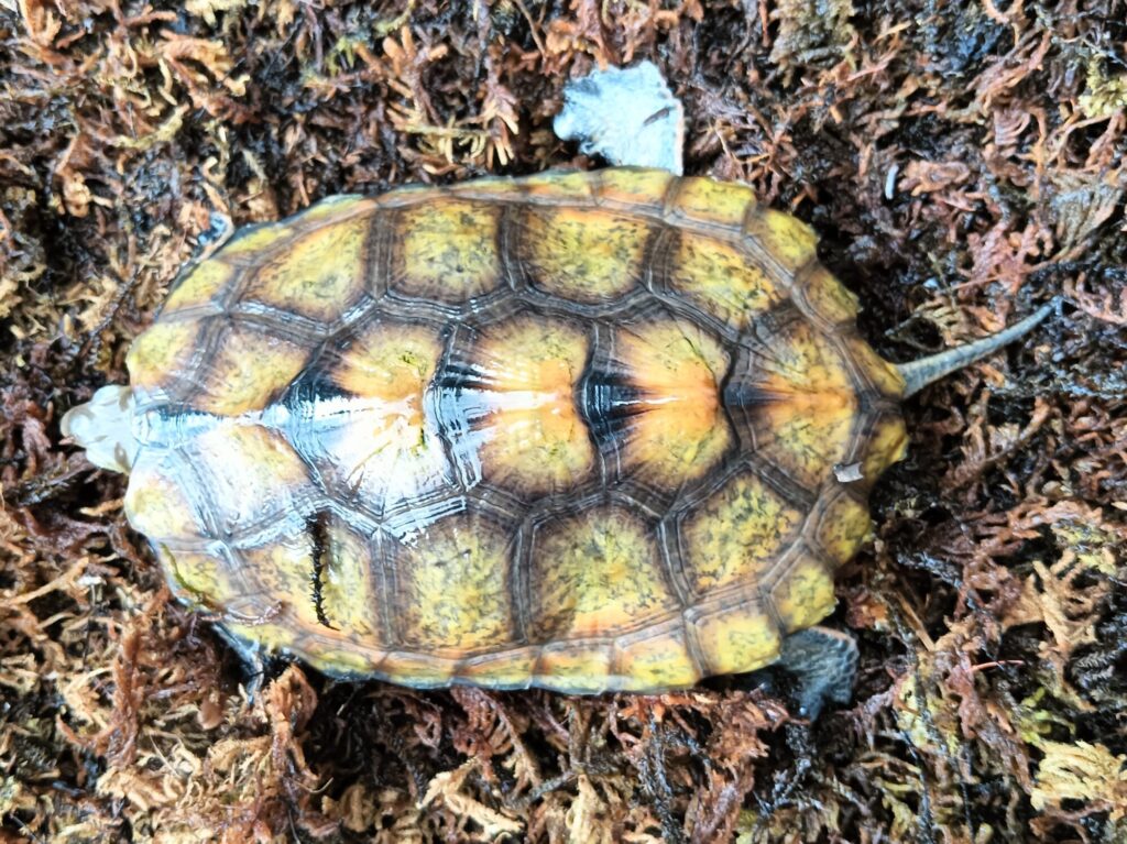 ニホンイシガメ　販売