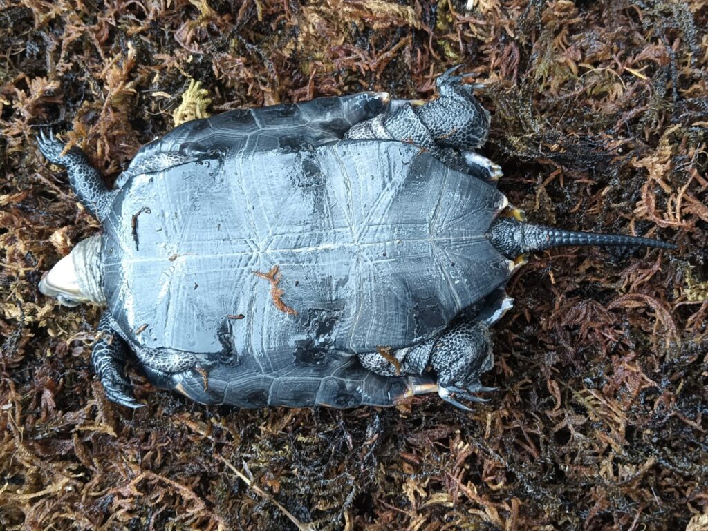 ニホンイシガメ　販売