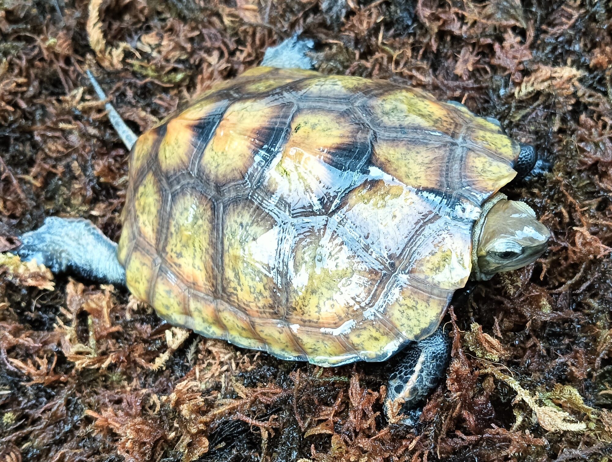 ニホンイシガメ　mj1625