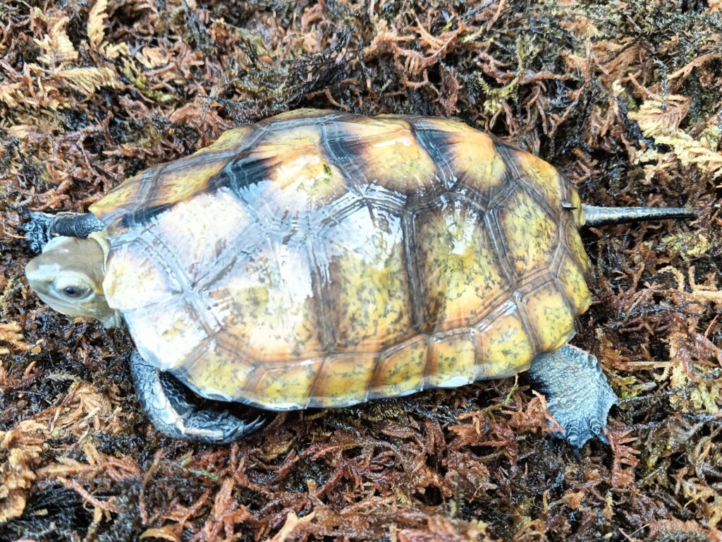 ニホンイシガメ　販売