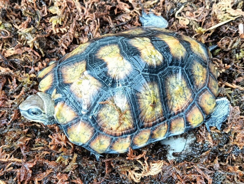 ニホンイシガメ　販売