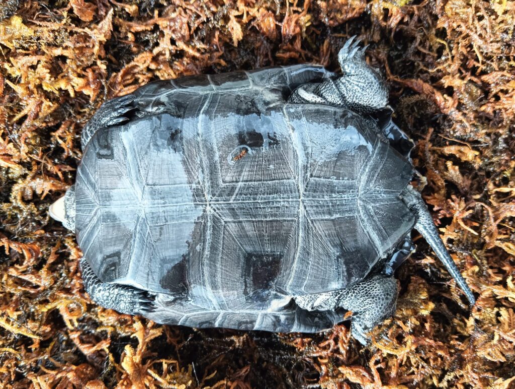 ニホンイシガメ　販売