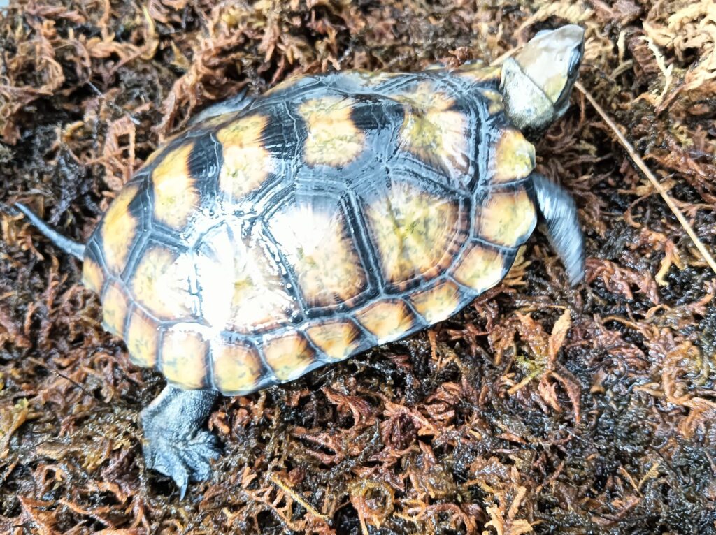 ニホンイシガメ　販売