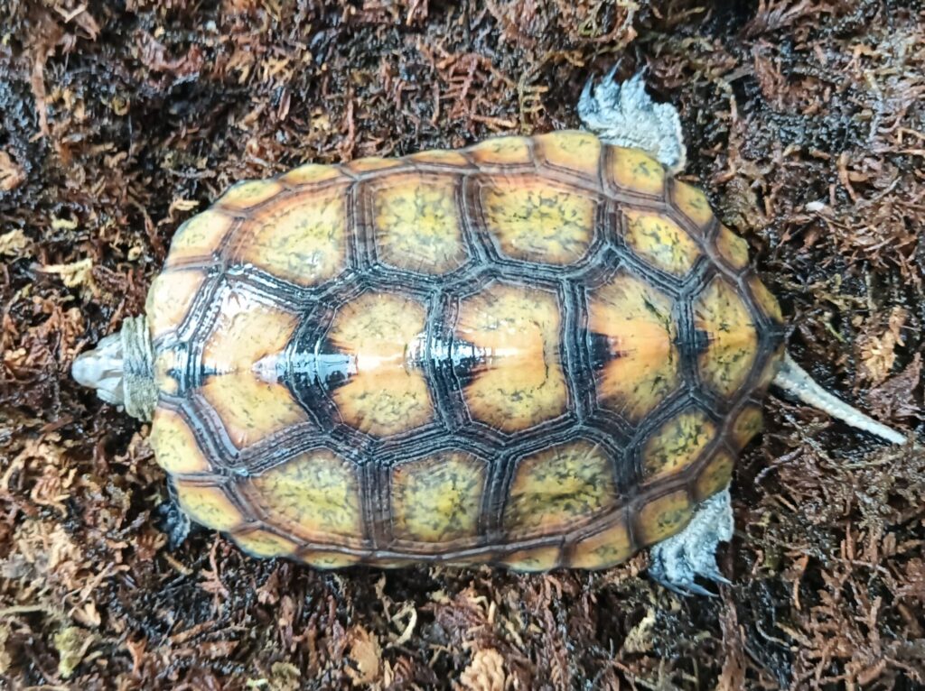 ニホンイシガメ　販売